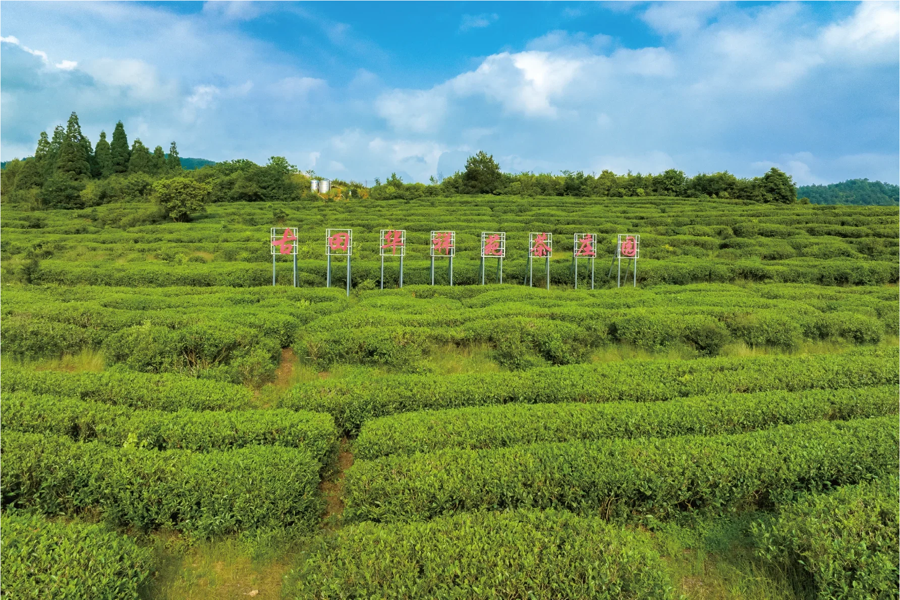 宁德古田红茶茶园实景