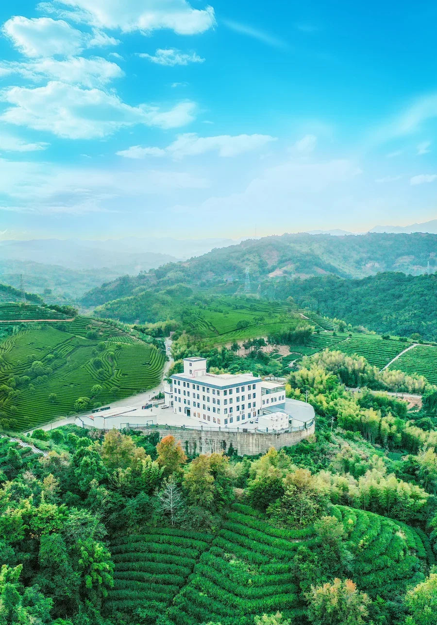 福鼎白茶茶庄园