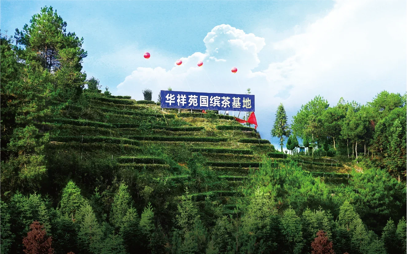 安溪铁观音茶庄园茶山实景
